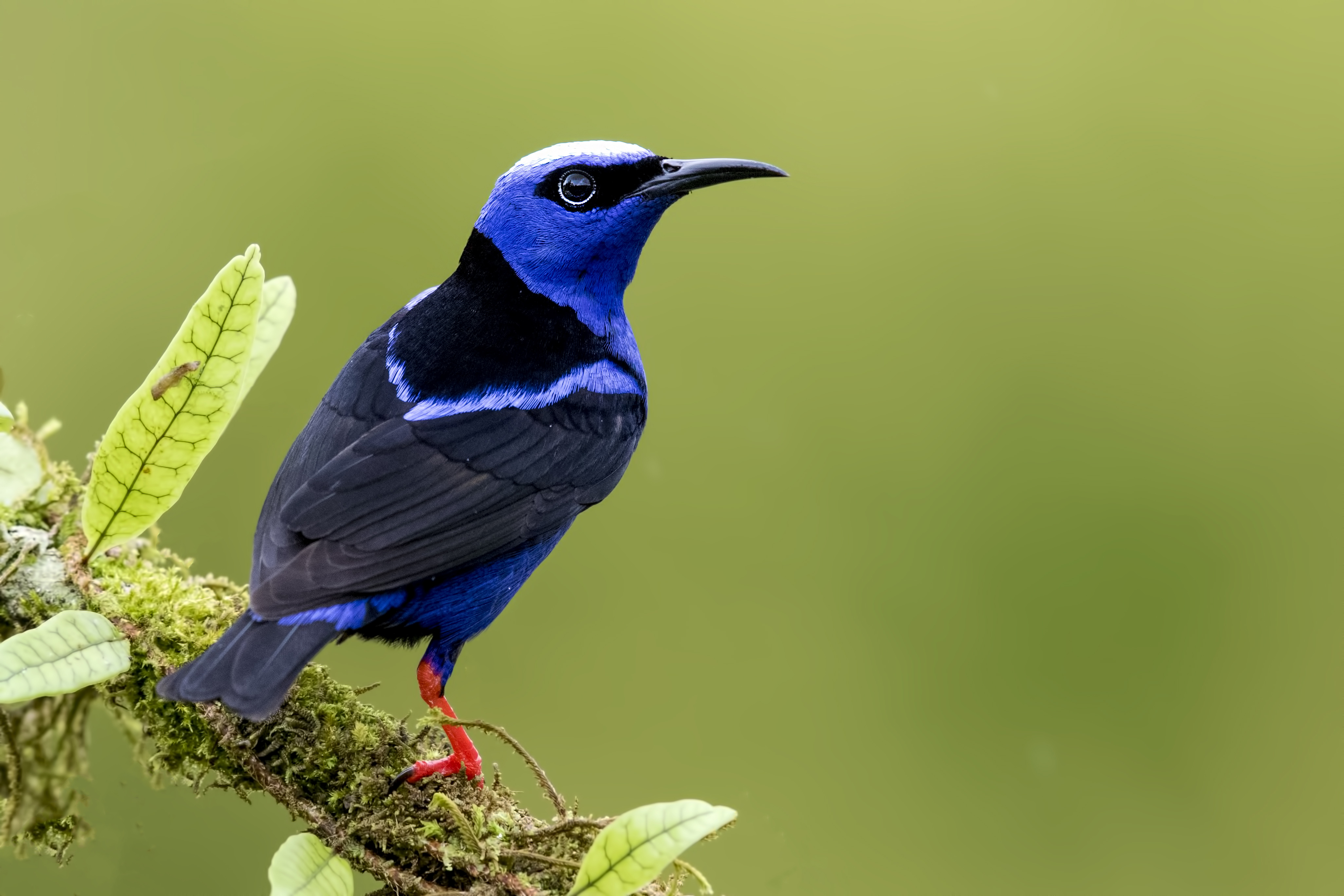 Red-legged Honeycreeper